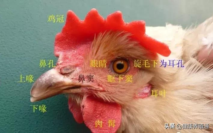 家禽与家禽解剖的不同点,家禽疾病诊断及解剖步骤