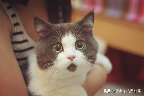 猫尿味怎么彻底去除衣服上的,地板砖上的猫尿味怎么去除