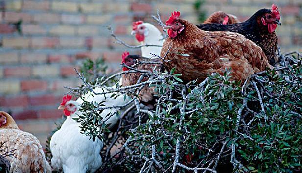 养鸡快速化痰的方法,养鸡就怕公鸡叫怎么办