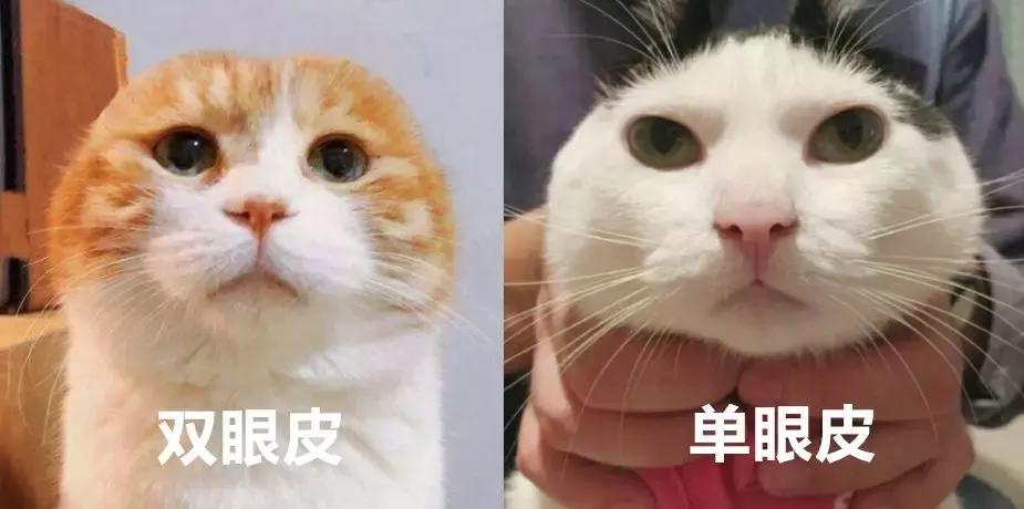 花一万元给猫割双眼皮,医生辟谣给猫割双眼皮