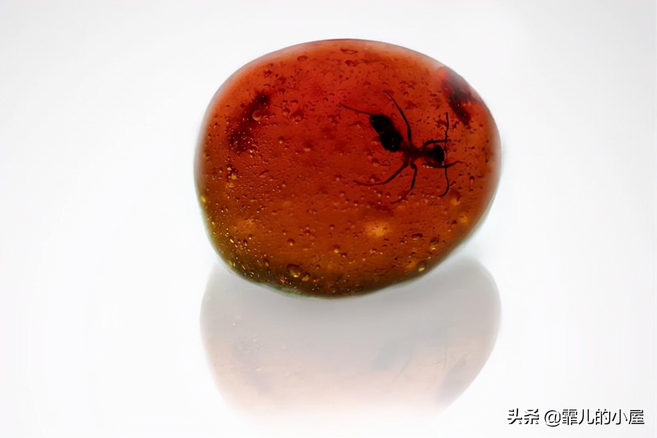 两年都预定不到座位的黑暗料理餐厅“炼金术士”，生吞金鱼的吃货