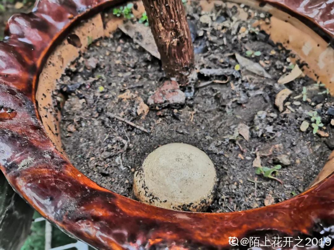 花买回来叶子蔫了怎么办,花掉花苞有什么好方法吗