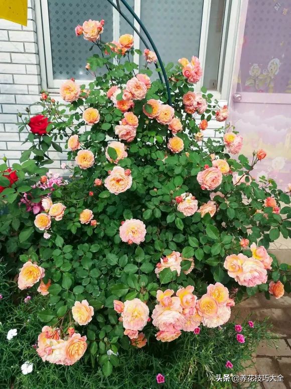 四季开花的月季又香又好养有几种,最漂亮10种盆栽月季