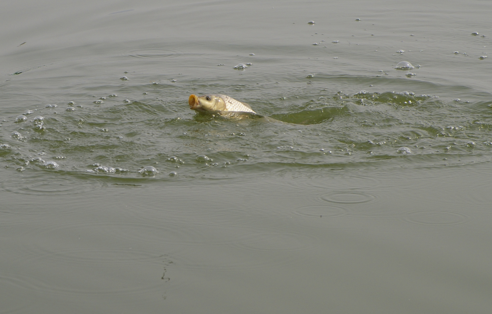 为啥钓鱼总是脱钩或者断线,钓鱼断线的原因分析及预防