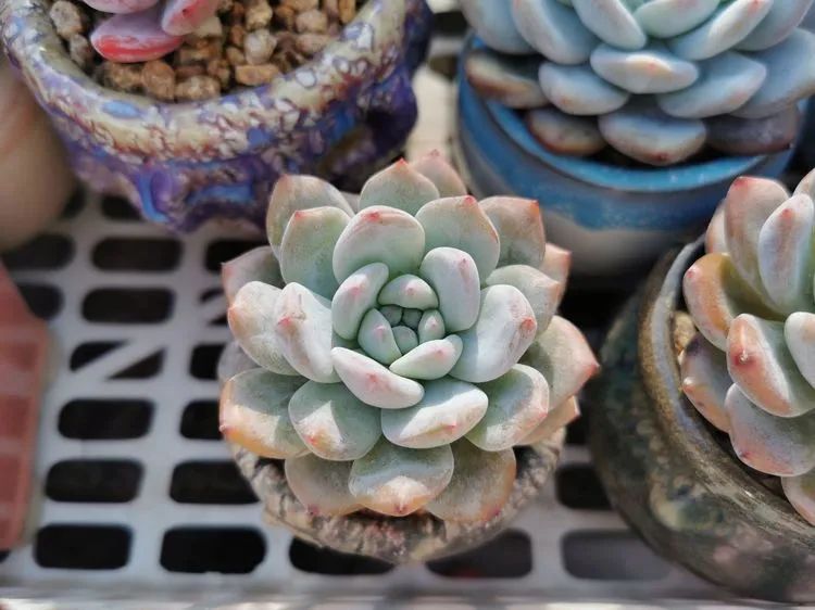 我和多肉,我与多肉