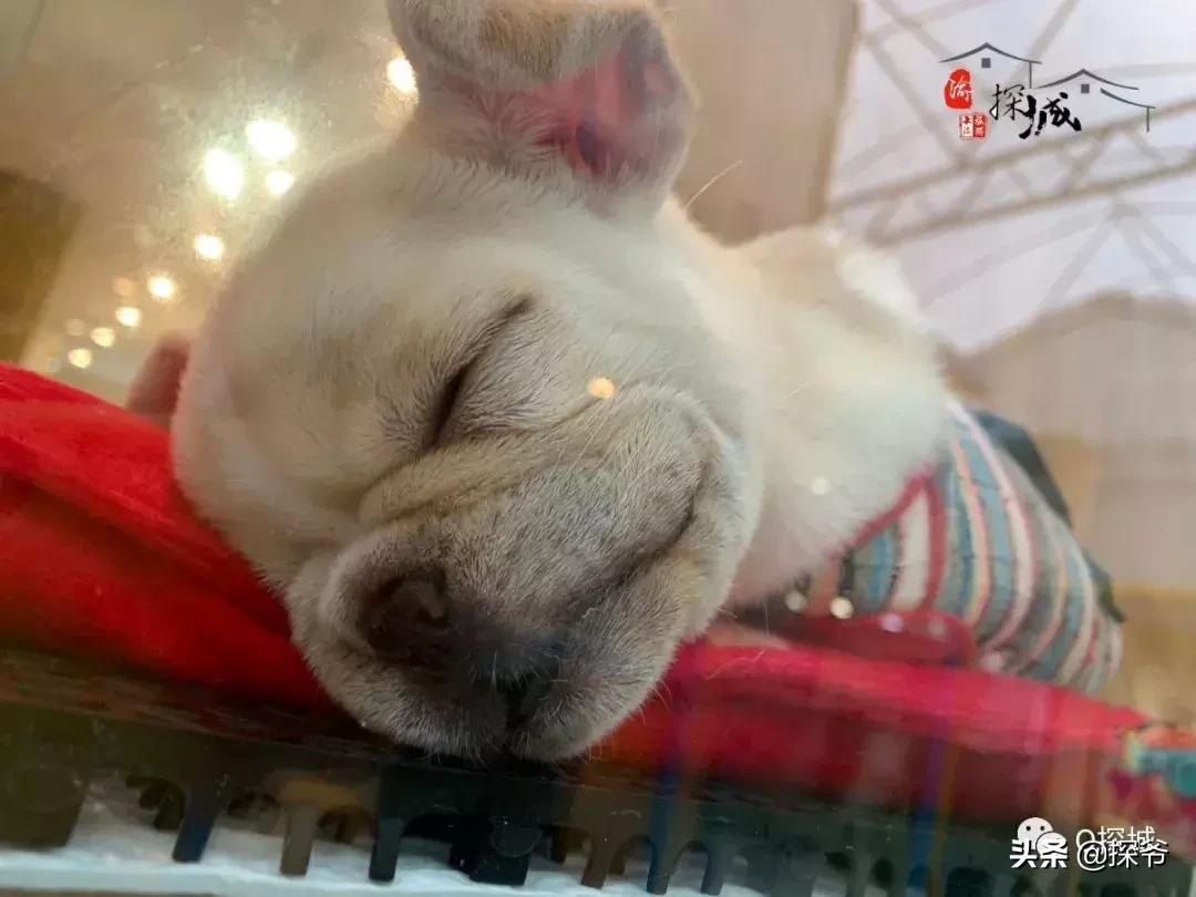 适合遛娃的地方重庆绿色星球,重庆150米神秘花园