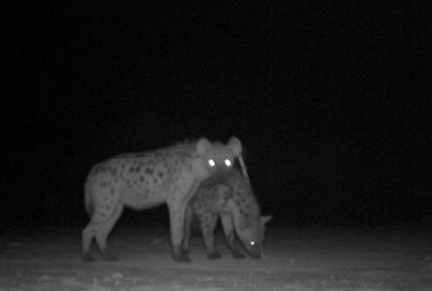 草原霸主和二当家,非洲二哥斑鬣狗的真正实力