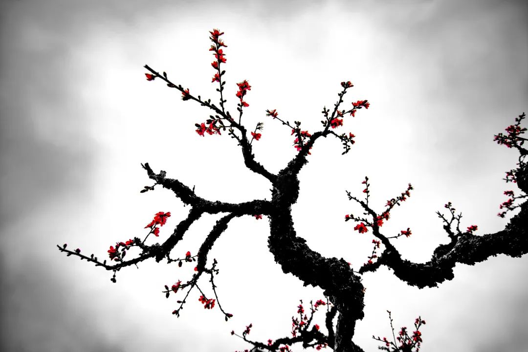 香港第14届全国摄影艺术展,第29届全国摄影艺术展览获奖名单