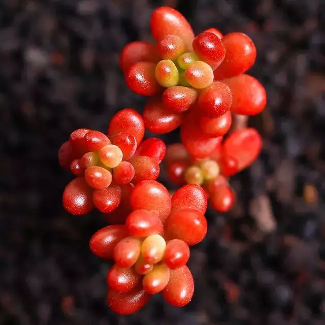 多肉早安图片大全,多肉大全100图