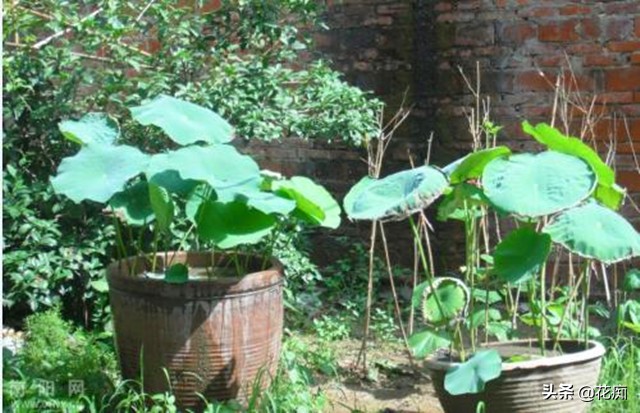 水缸种菜藕开花吗,在家自制不花钱的种菜大桶肥水