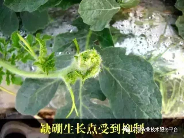 西瓜小叶病西瓜叶片卷曲原因,西瓜龙头皱缩什么原因