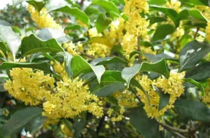 王维诗词最佳十首完整版,王维诗文作品100首