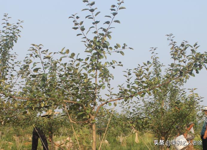 苹果矮化栽培管理,苹果矮化栽培的原理