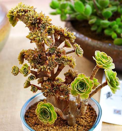 法师怎么预防黑腐,怎样防止法师缀化黑腐