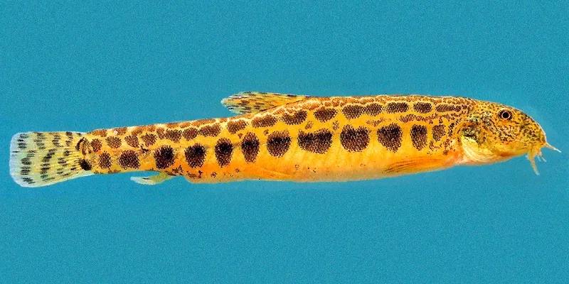 野生泥鳅品种图片大全大图,最大的泥鳅图片大全