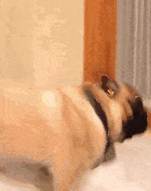 狗狗绝育vs不绝育差别还是很大的,狗狗应该绝育么