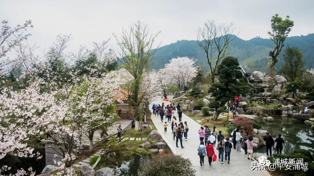 福建浦城樱花园,浦城樱花
