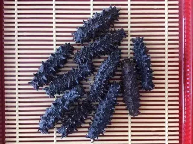 海参界最好的海参,海参物种科普