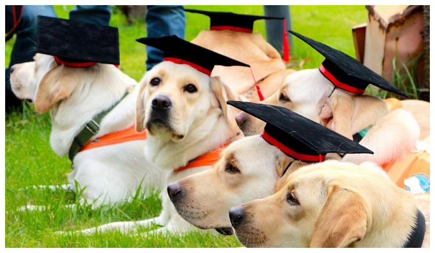 导盲犬一般都是什么品种,导盲犬是什么品种狗狗呢