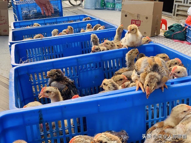 养鸡包回收的正规公司,合作养鸡包回收能赚多少钱