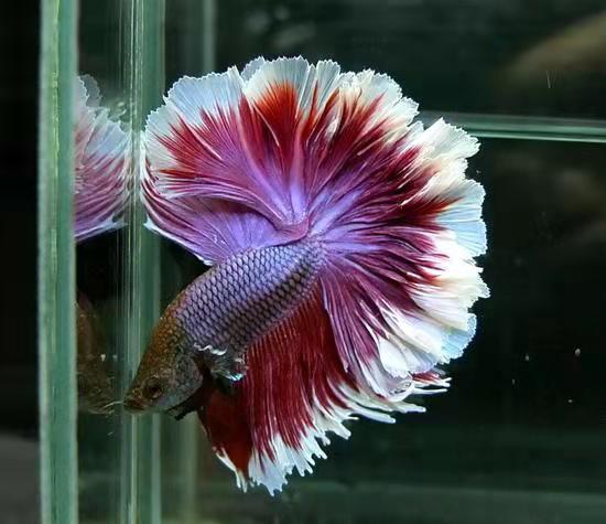 小鱼缸养一只斗鱼,小鱼缸只养一两条鱼该养哪种