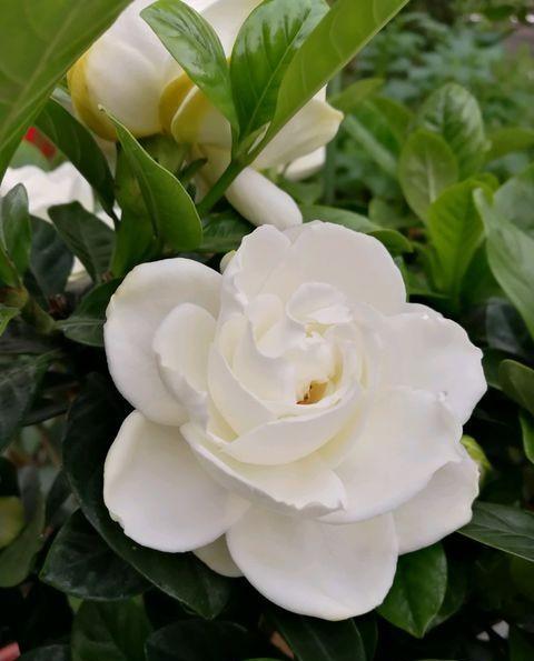 栀子花冬季如何使土壤变酸性,怎么改善栀子花的碱性土质