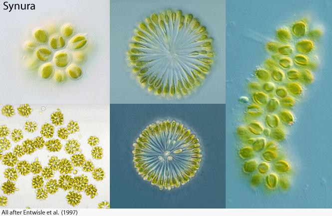 水产养殖藻类培养做法,水产养殖什么藻类最好