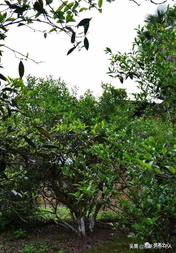 福建茶传说,福建水仙茶哪种最好