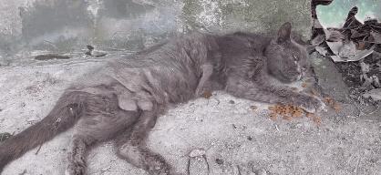 上海猫贩子扔出几十只病重品种猫,上海后院猫舍丢弃50多只病猫