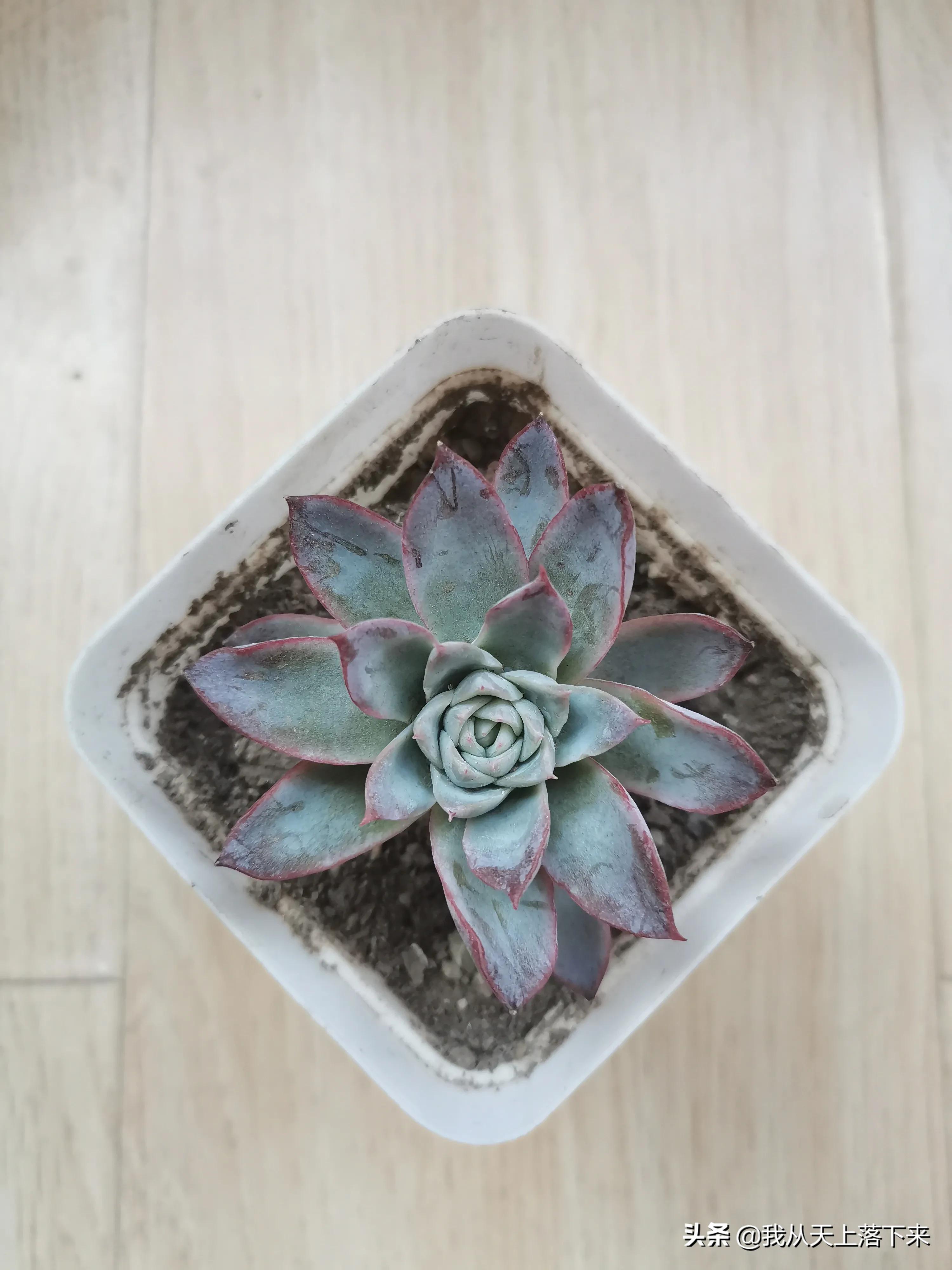 89种常见多肉植物品种图，实物拍摄，还不认识的小伙伴赶紧收藏好