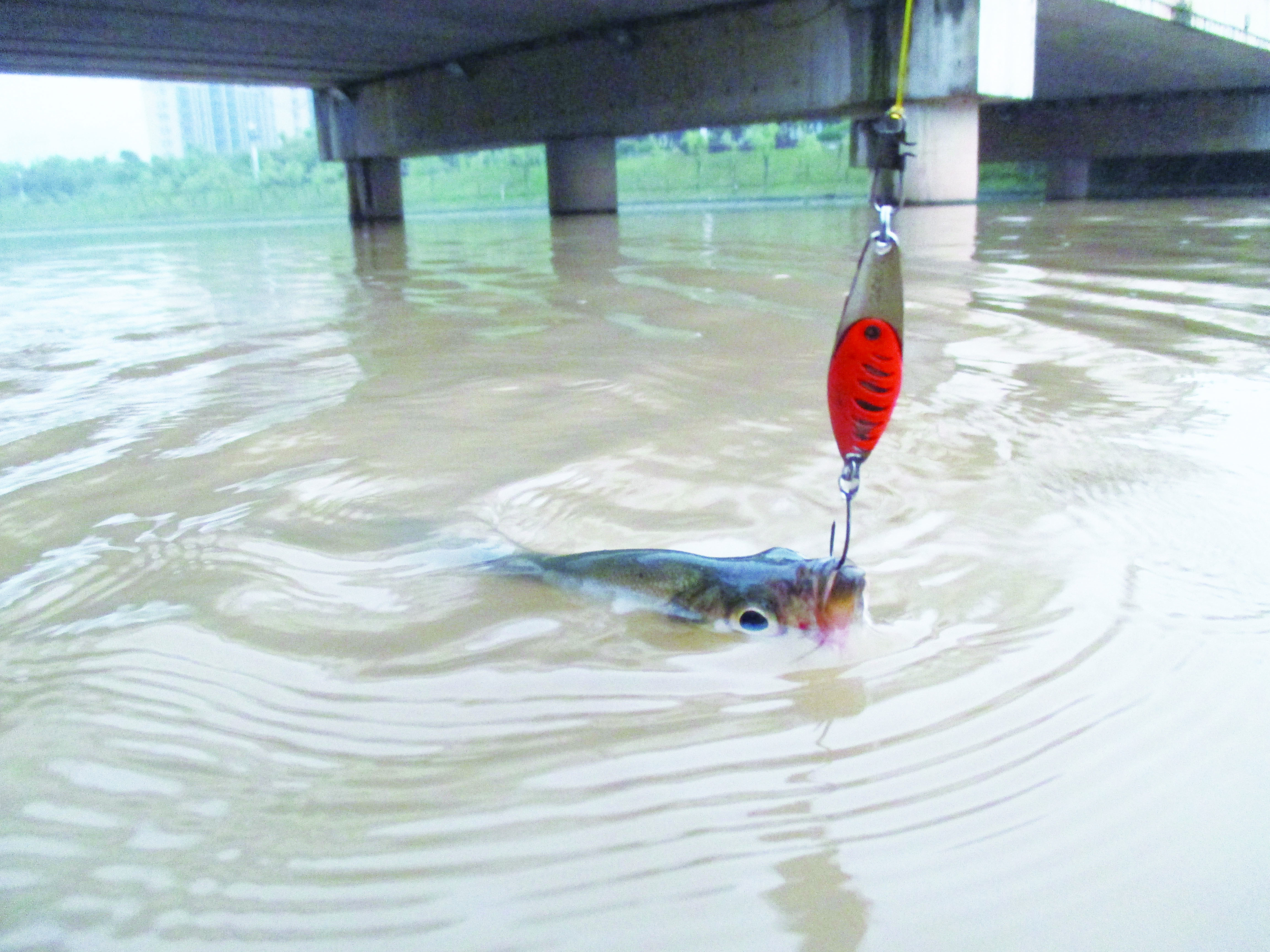 玩路亚第一天上鱼,玩路亚几年的变化