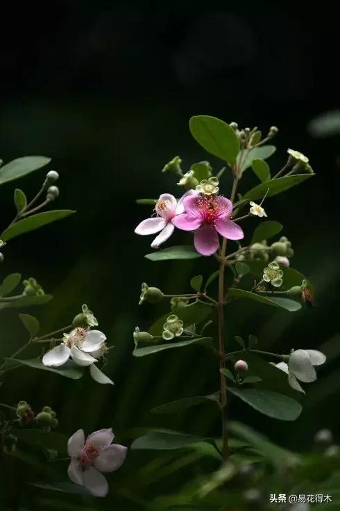 桃金娘的正确使用方法,桃金娘1月份怎么养