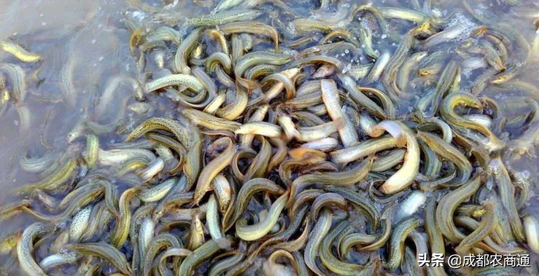 泥鳅养殖前景和价格,泥鳅养殖的价格是多少