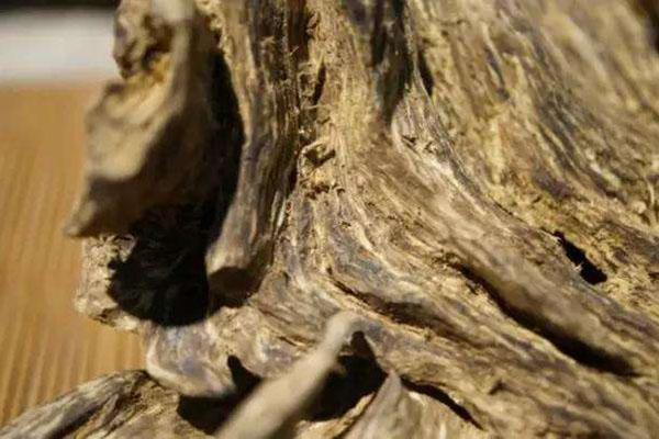 沉香三大树种,沉香木头香种