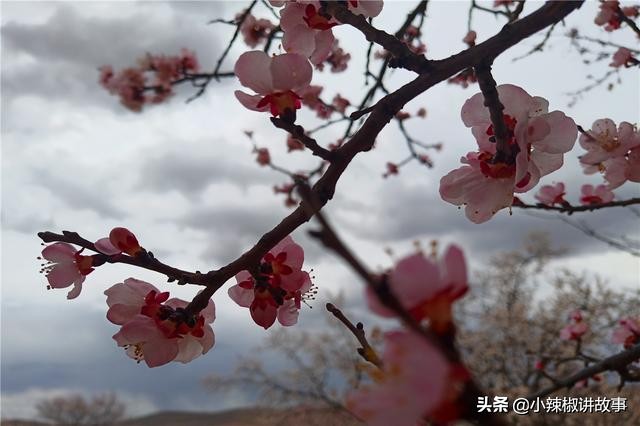 故事：朱迪问朵拉为什么选择哈登，朵拉的回答，使朱迪感动不已