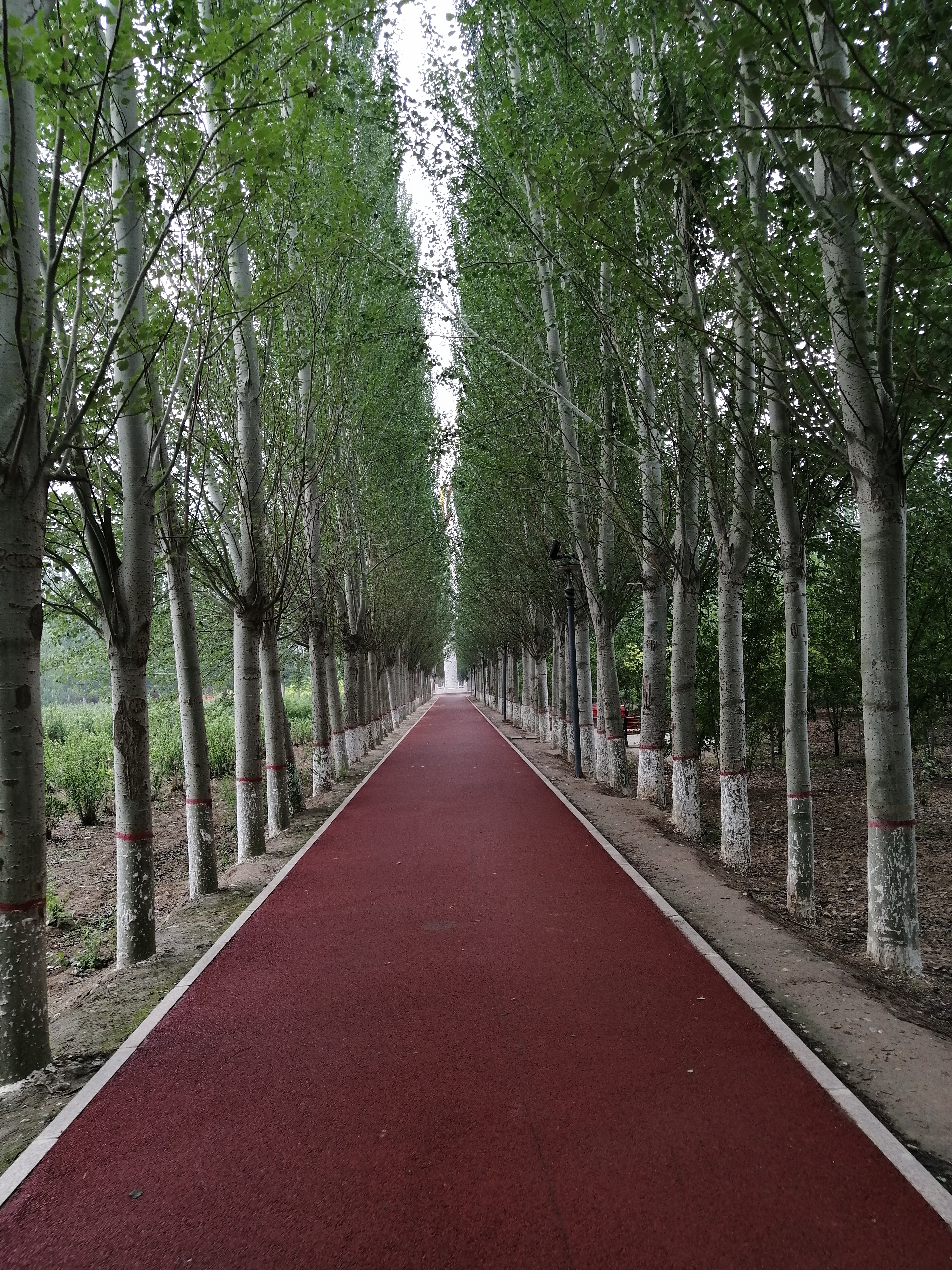 凤凰公园南京,凤凰公园的凤凰