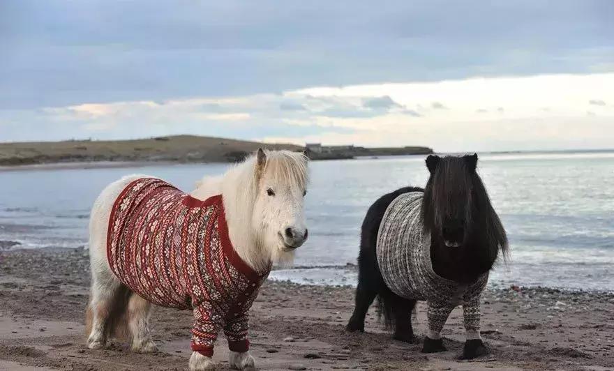 南京动物海洋馆,海洋动物主题公园