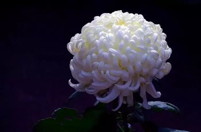 山花野鸟|园林花语