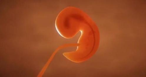 判断怀孕之后需要做什么检查,检查怀孕能力方法有哪些