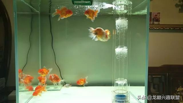 垃圾桶旁边的四方鱼缸，捡回去养了一缸金鱼，别说还挺不错