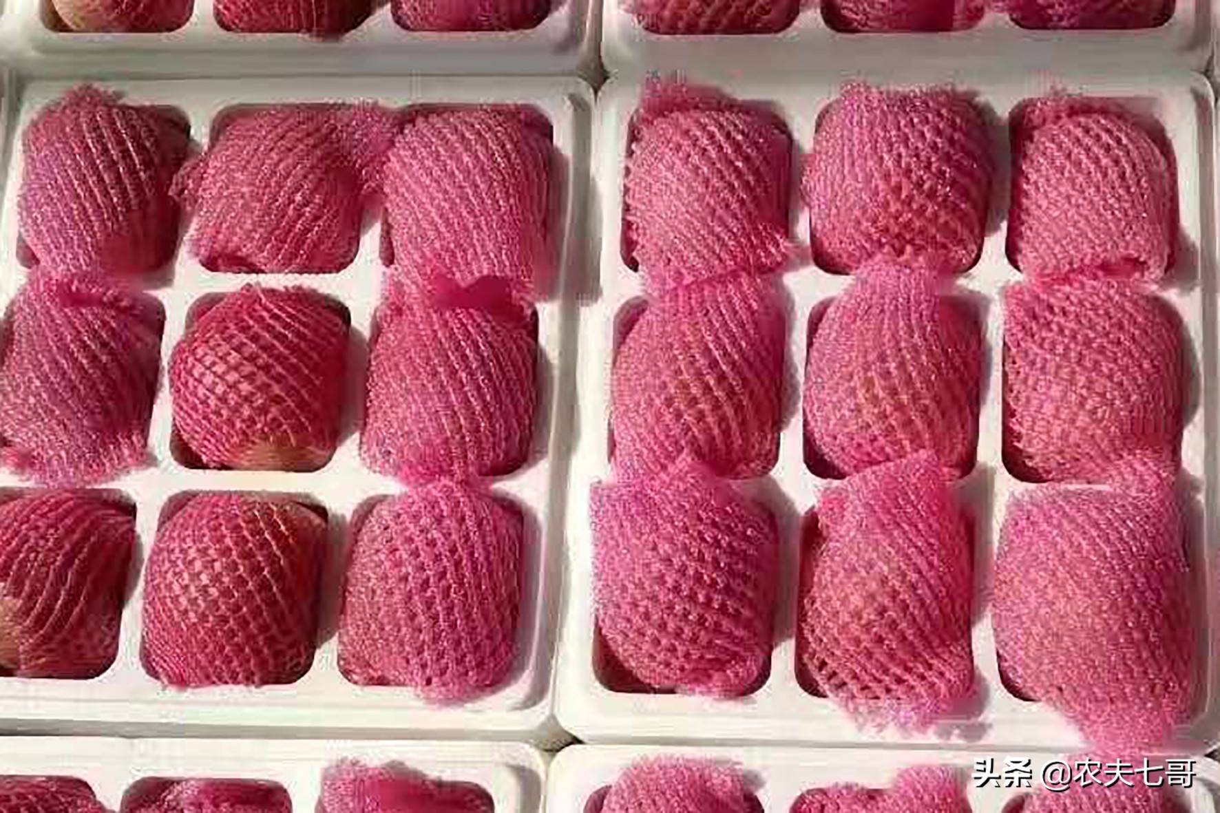 苹果怎么快速打包到果袋,苹果果农套袋子最快方法