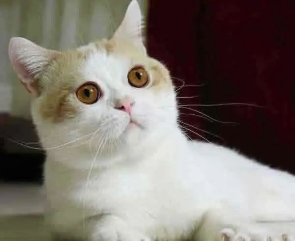 蓝猫也有蓝白色,英短蓝猫明明是灰色的为啥叫蓝色