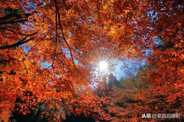 700年历史的日本小寺,为了看秋叶要买两次票,一次比一次贵