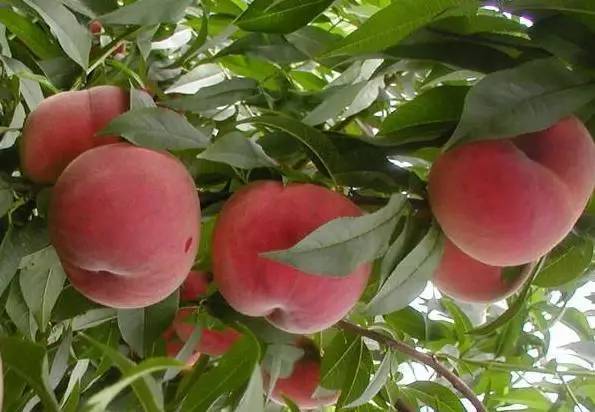 10个日本田园综合体案例,日本家庭生态农场如何建设