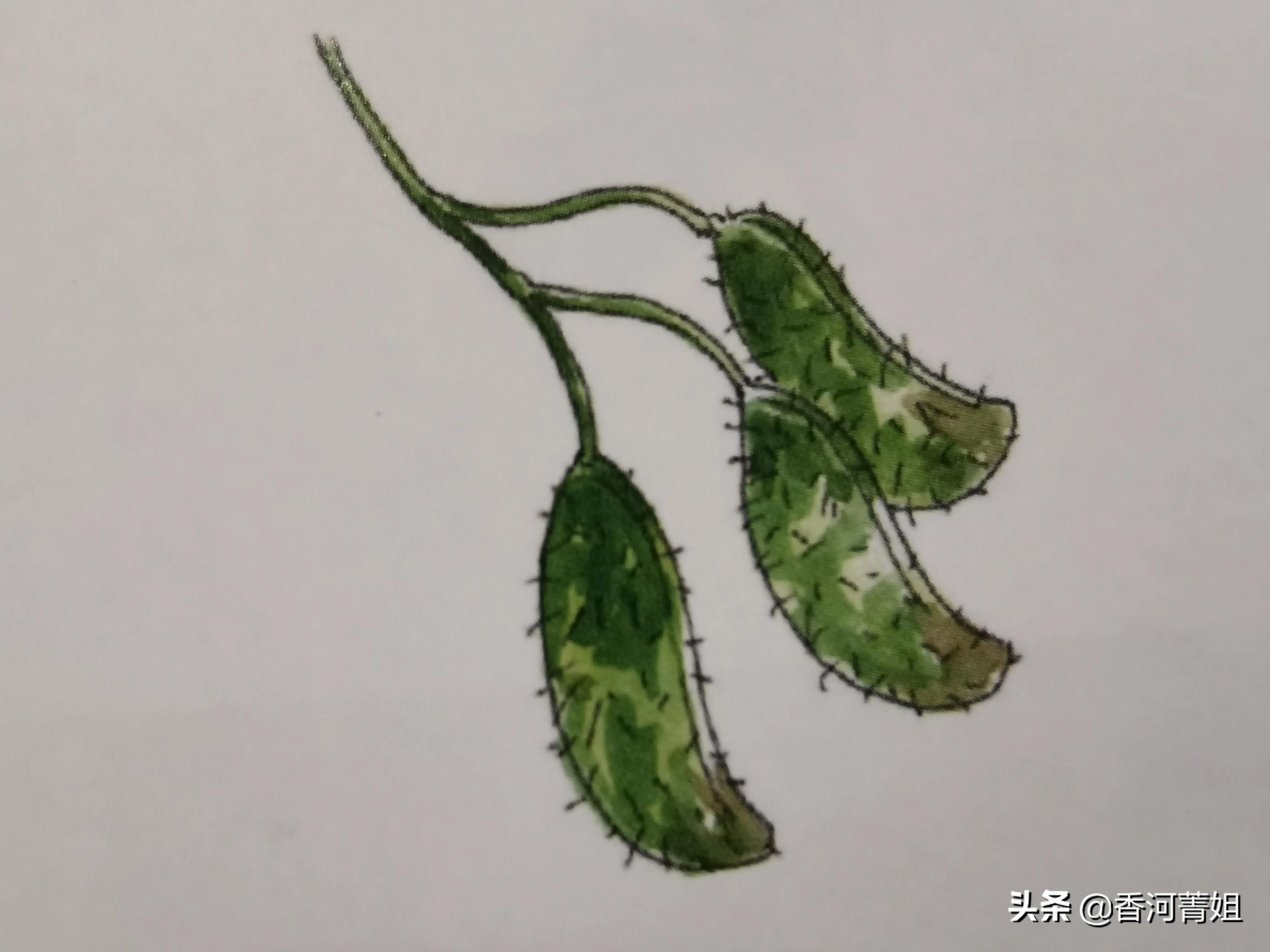 巴西硬木和塑木区别,巴西檀木