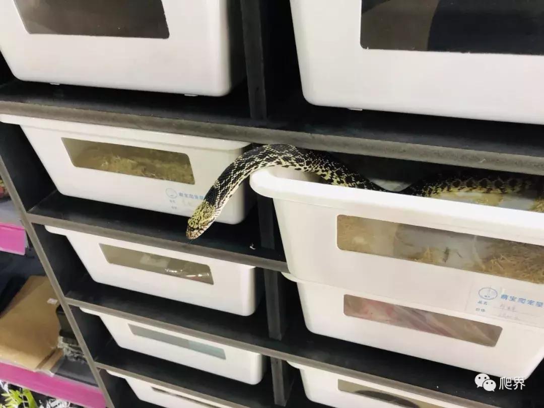 湛江爬宠店,深圳爬宠店在哪里