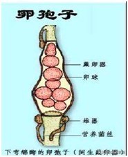 真菌结构图手绘简单清晰,真菌结构和功能的基本单位是什么