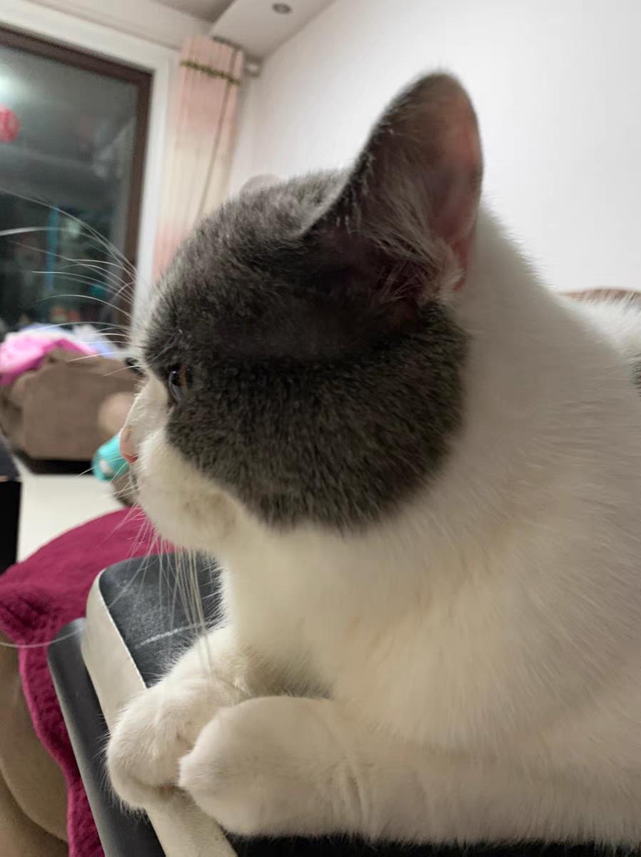 猫拉屎猫粮没消化,猫吃什么猫粮排便不臭