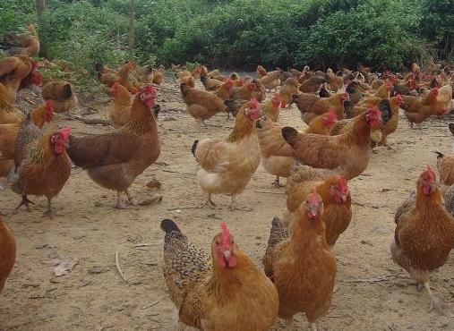 鸡支气管栓塞成功案例,鸡支气管堵塞的原因与防控思路