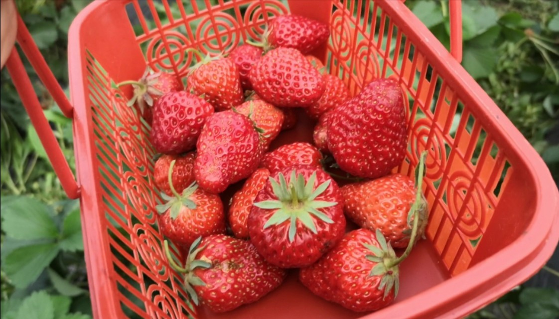 长沙附近摘草莓的地方在哪里,长沙开福区周边摘草莓的地方